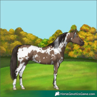 Horse Color:White Spotted Liver Red Dun 
