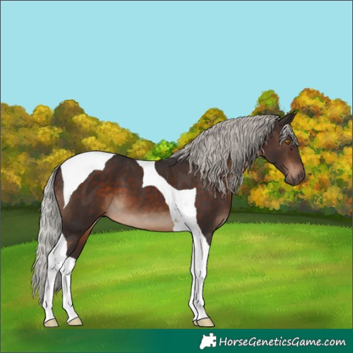 Horse Color:Silver Brown Tobiano