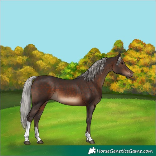 Horse Color:Silver Brown Tobiano 