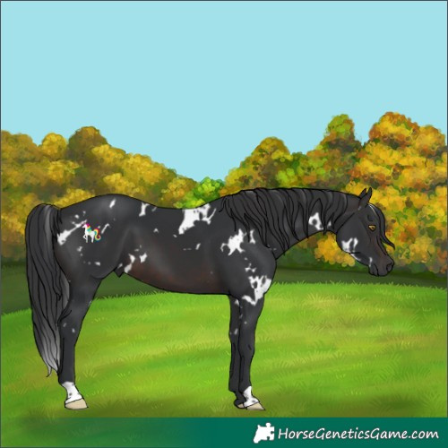 Horse Color:White Spotted Brown