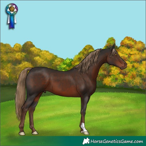Horse Color:Liver Chestnut