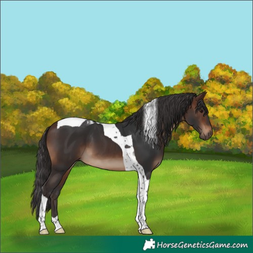 Horse Color:Brown Tobiano 