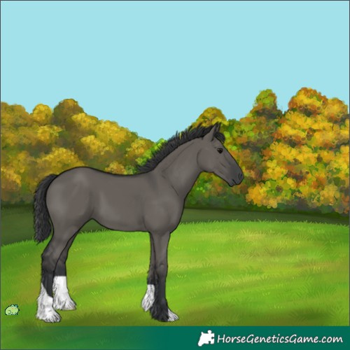 Horse Color:Unknown 