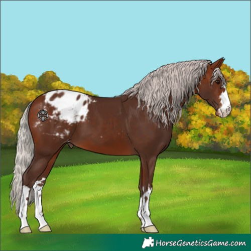 Horse Color:Silver Bay Blanket