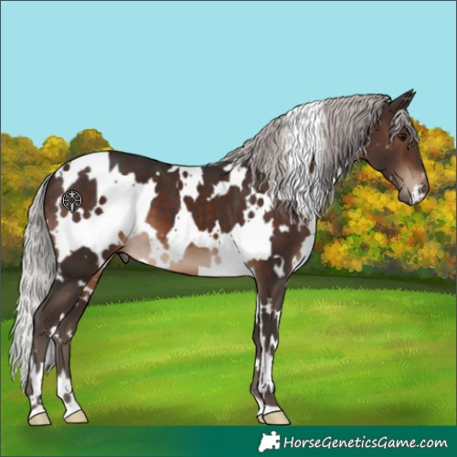 Horse Color:White Spotted Silver Brown
