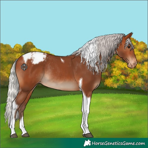 Horse Color:Silver Bay Tobiano Appaloosa Rabicano 