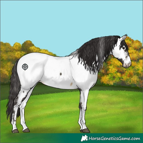 Horse Color:Buckskin Appaloosa