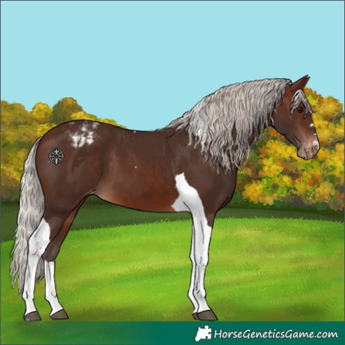 Horse Color:Silver Brown Tobiano Appaloosa 
