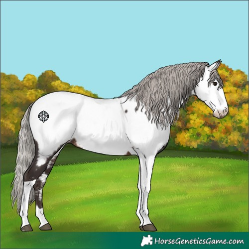 Horse Color:Silver Brown Tobiano Appaloosa 