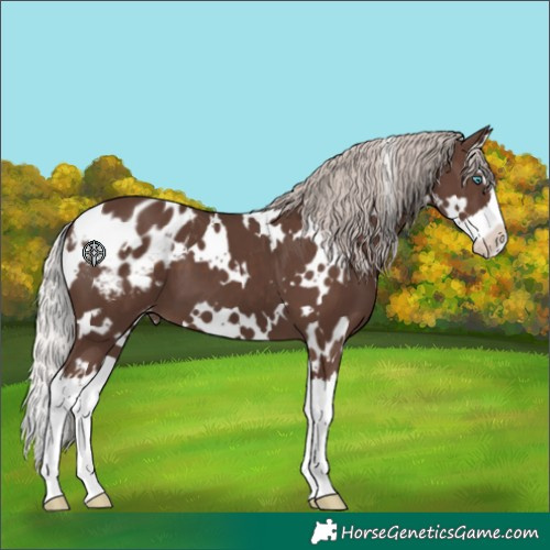 Horse Color:White Spotted Silver Black Splash Blanket