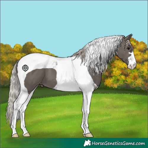 Horse Color:Silver Black Tobiano Varnish