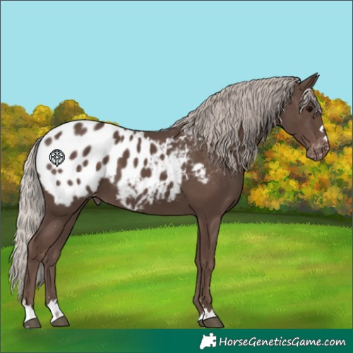 Horse Color:Silver Black Blanket