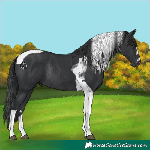 Horse Color:Black Tobiano Rabicano