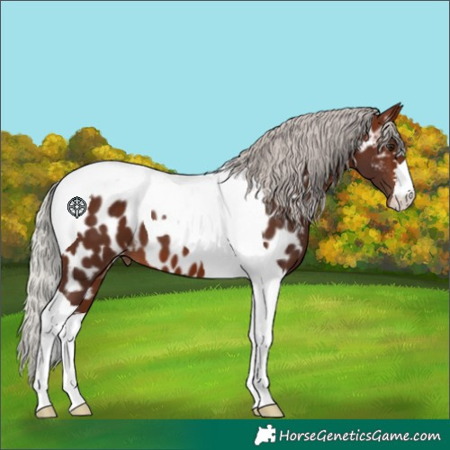 Horse Color:Silver Brown Tobiano Near Leopard