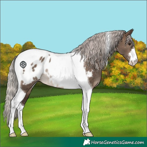 Horse Color:Silver Brown Dun Tobiano Appaloosa Rabicano 