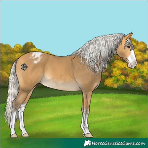 Horse Color:Silver Buckskin Appaloosa