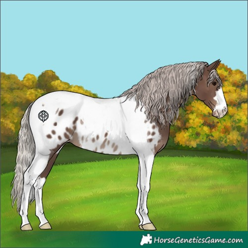 Horse Color:Silver Black Tobiano Appaloosa 
