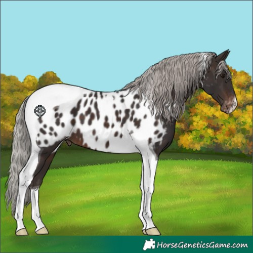 Horse Color:Silver Brown Tobiano Appaloosa
