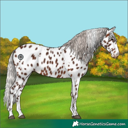 Horse Color:White Spotted Silver Brown Appaloosa