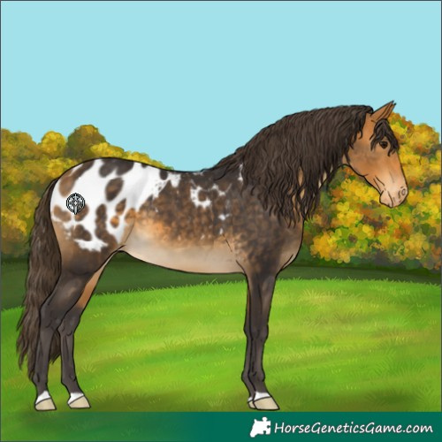Horse Color:Buckskin Appaloosa 