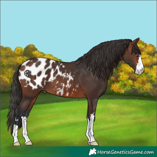 Horse Color:Brown Appaloosa