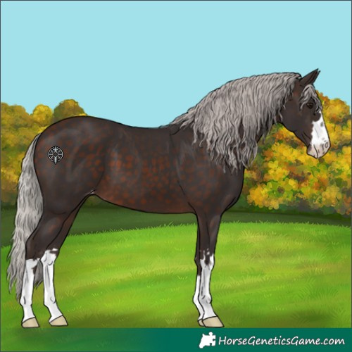 Horse Color:Silver Brown Appaloosa 