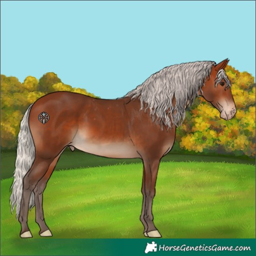 Horse Color:Silver Brown Appaloosa 