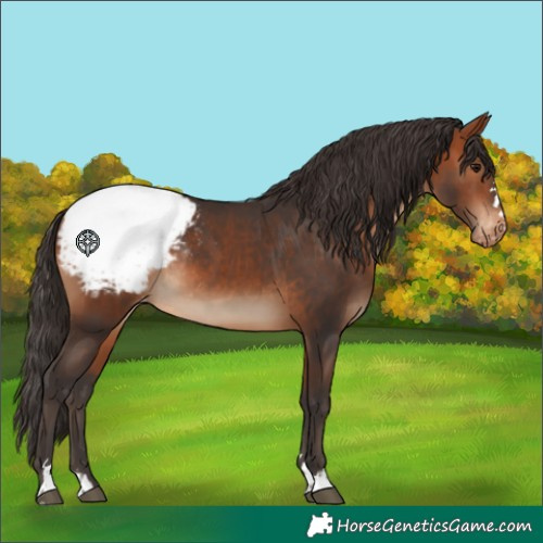 Horse Color:Bay Appaloosa Rabicano