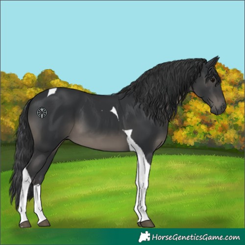 Horse Color:Black Tobiano