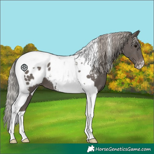 Horse Color:Silver Black Tobiano Appaloosa