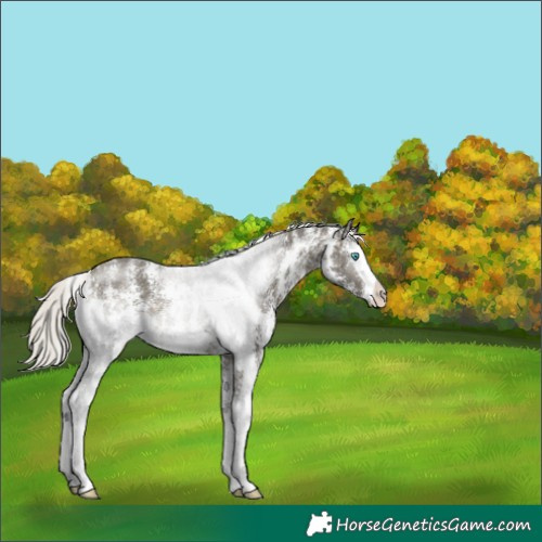 Horse Color:Silver Buckskin Sabino Splash 