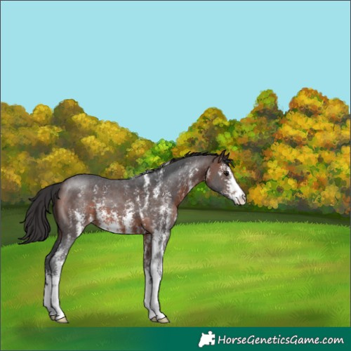 Horse Color:Brown Sabino 