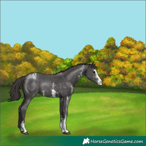 Horse Color:Smoky Black Sabino Varnish Rabicano 