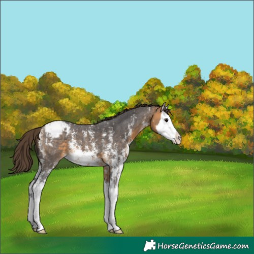 Horse Color:Buckskin Sabino Splash Snowcap