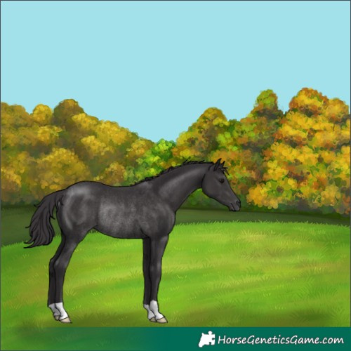 Horse Color:Smoky Black Rabicano