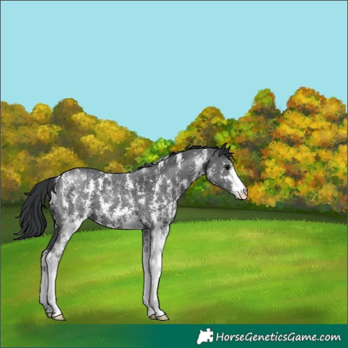 Horse Color:Black Sabino