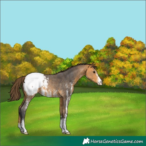 Horse Color:Buckskin Sabino Snowcap 
