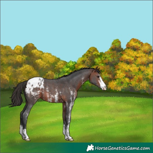 Horse Color:Bay Sabino Blanket