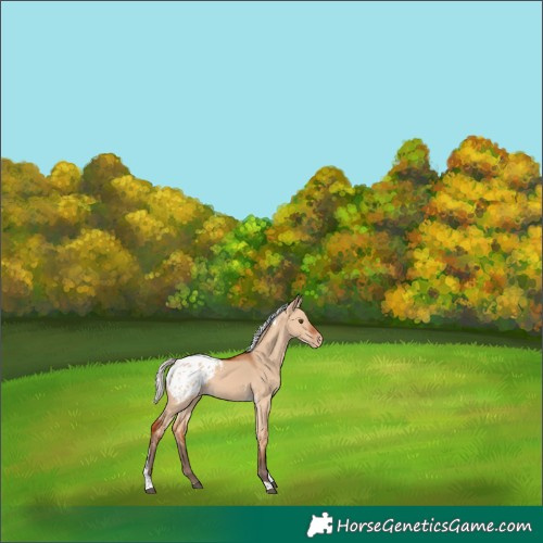 Horse Color:Unknown 