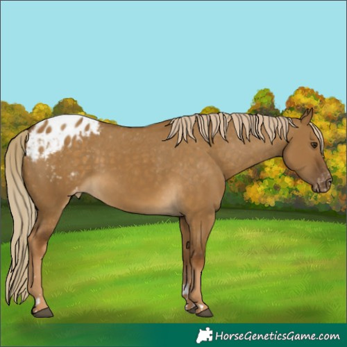 Horse Color:Chocolate Palomino Dun Appaloosa 