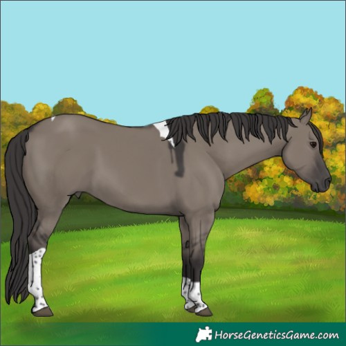 Horse Color:Smoky Grullo Tobiano