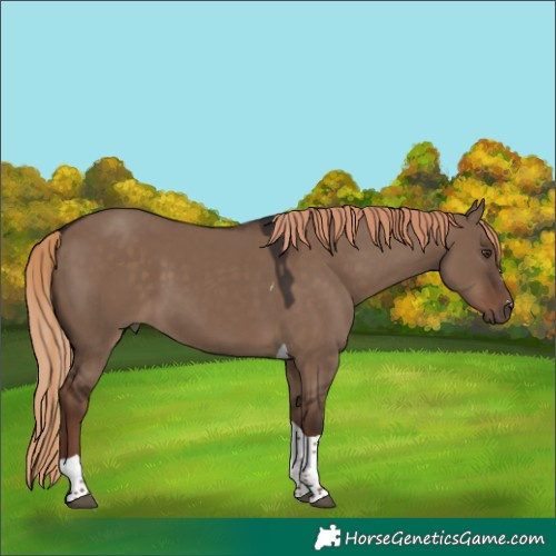 Horse Color:Liver Red Dun Tobiano