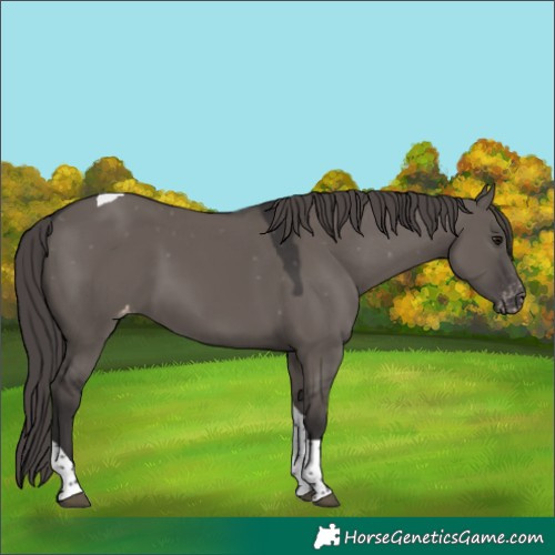 Horse Color:Smoky Grullo Tobiano Appaloosa