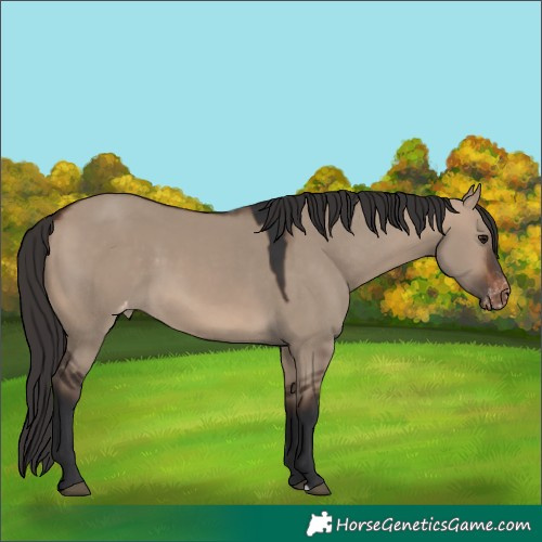Horse Color:Brown Dun Appaloosa 