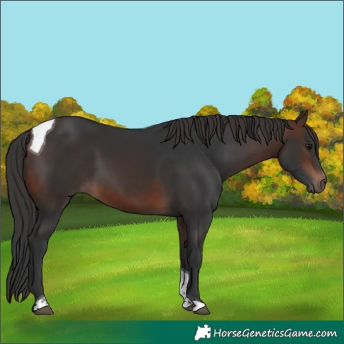 Horse Color:Brown Tobiano