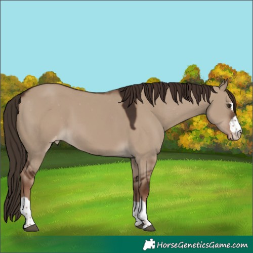 Horse Color:Liver Red Dun Appaloosa