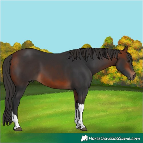 Horse Color:Bay Tobiano