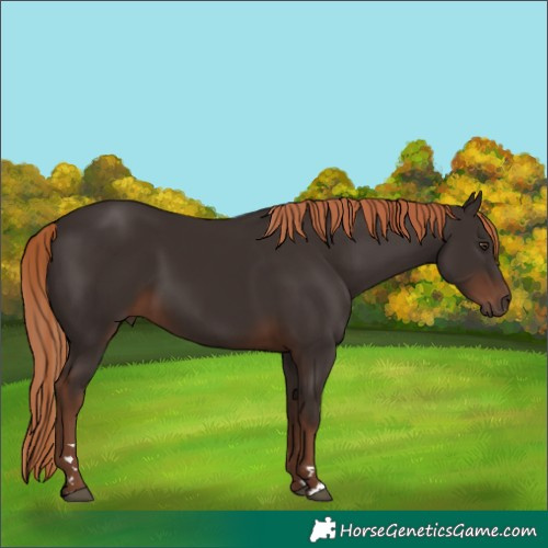 Horse Color:Liver Chestnut