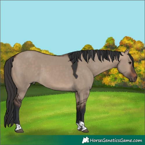Horse Color:Brown Dun Tobiano