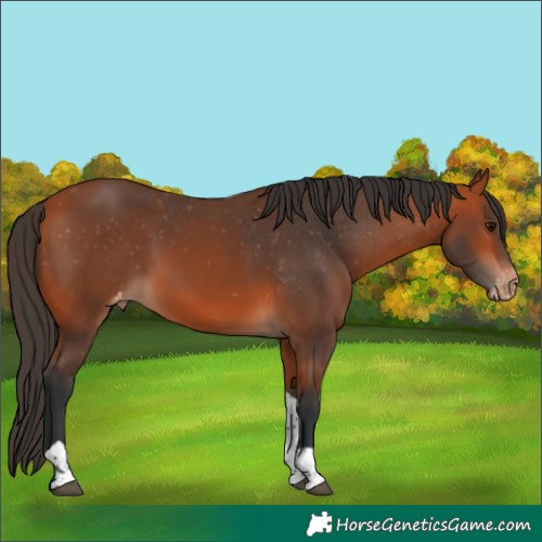 Horse Color:Bay Tobiano Varnish